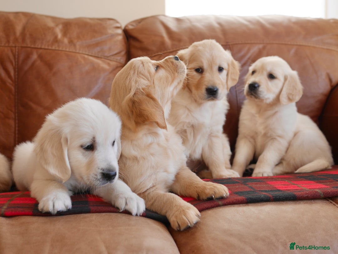 Golden Retriever dogs for sale: Quality KC Health Tested Golden Retriever Puppies - Advert 9