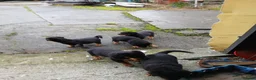 Rottweiler dogs for sale: 5 Purebred Rottweiler Puppies for Sale - Advert 9