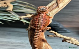 Bearded Dragon reptiles for sale: Insane Red Monster Bearded Dragon - Image 12