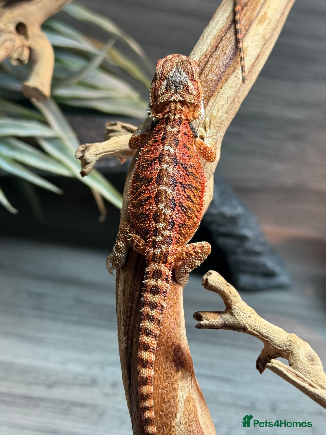 Bearded Dragon reptiles for sale: Insane Red Monster Bearded Dragon - Image 12
