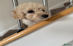 Cockapoo dogs for sale: Beautiful Champagne Cockapoo Girl - 13 weeks old - Image 6