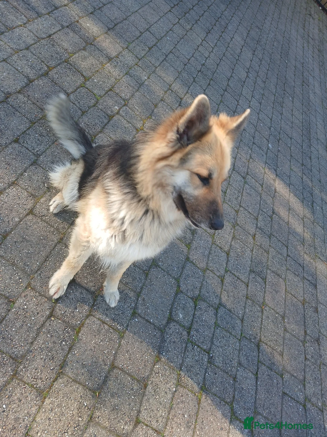 German Shepherd dogs for sale: German Shepeard 2yrs fantastic loving boy - Advert 1