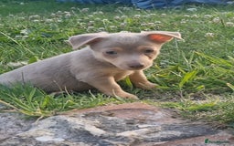 Jack Russell dogs for sale: Miniature jack Russell's READY NOW  - Image 3
