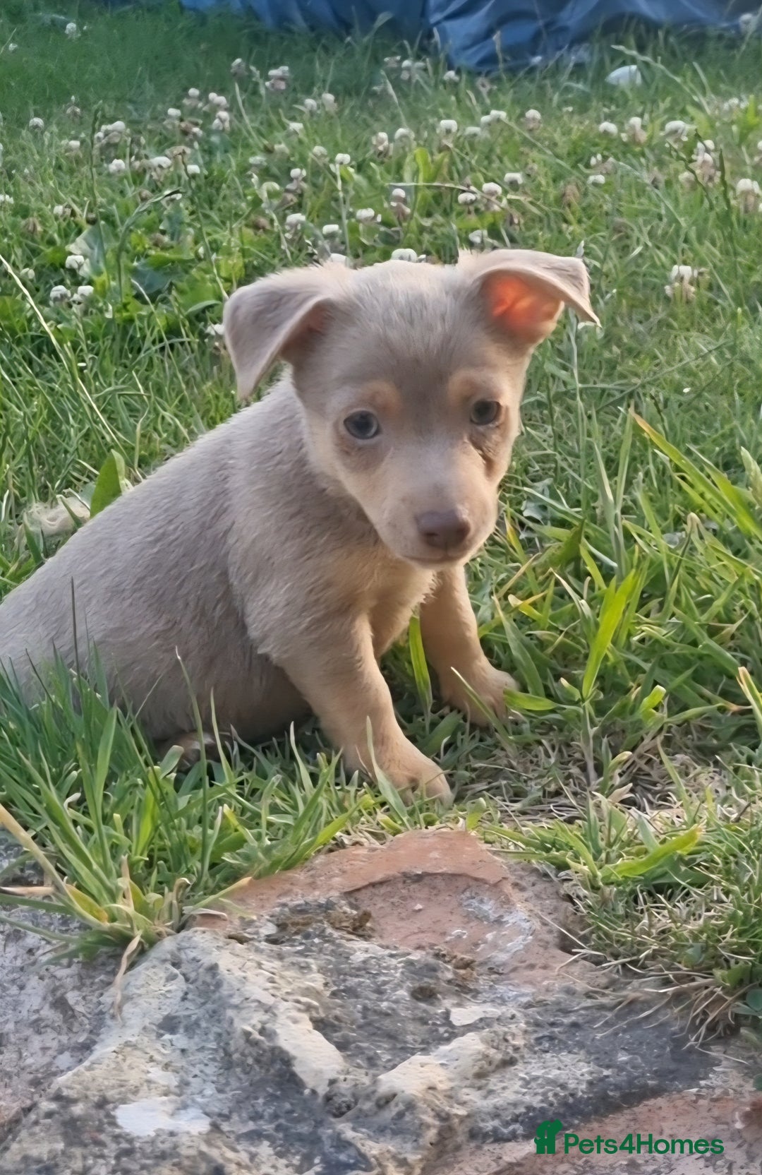 Jack Russell dogs for sale: Miniature jack Russell's READY NOW  - Image 3