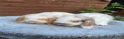 Mini Lop rabbits for sale: Gorgeous mini lops  - Advert 3