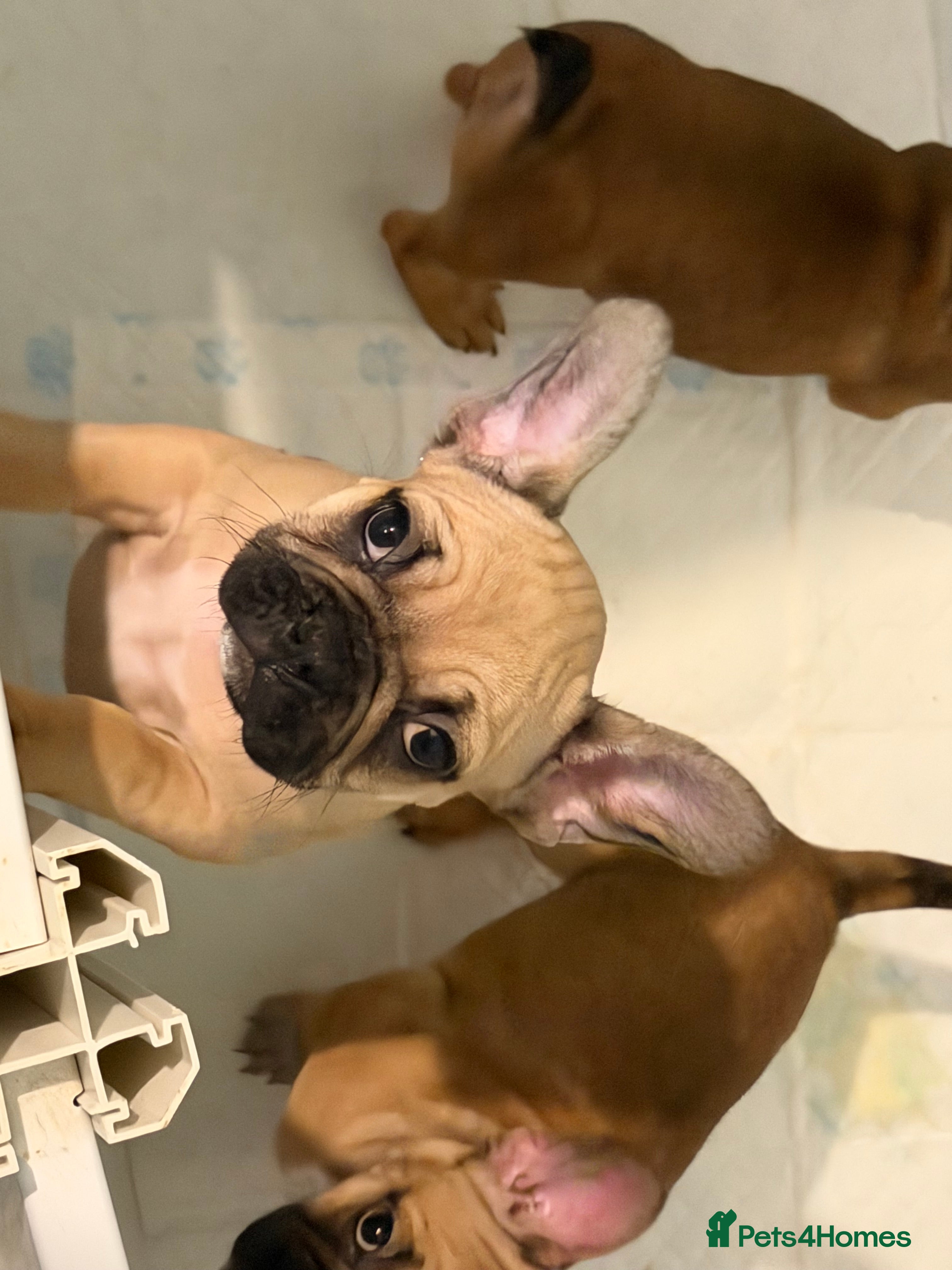 French Bulldog dogs READY NOW🐾 2 beautiful girls left  - Advert 16