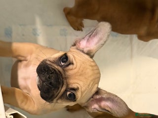 French Bulldog dogs READY NOW🐾 2 beautiful girls left - Advert 16