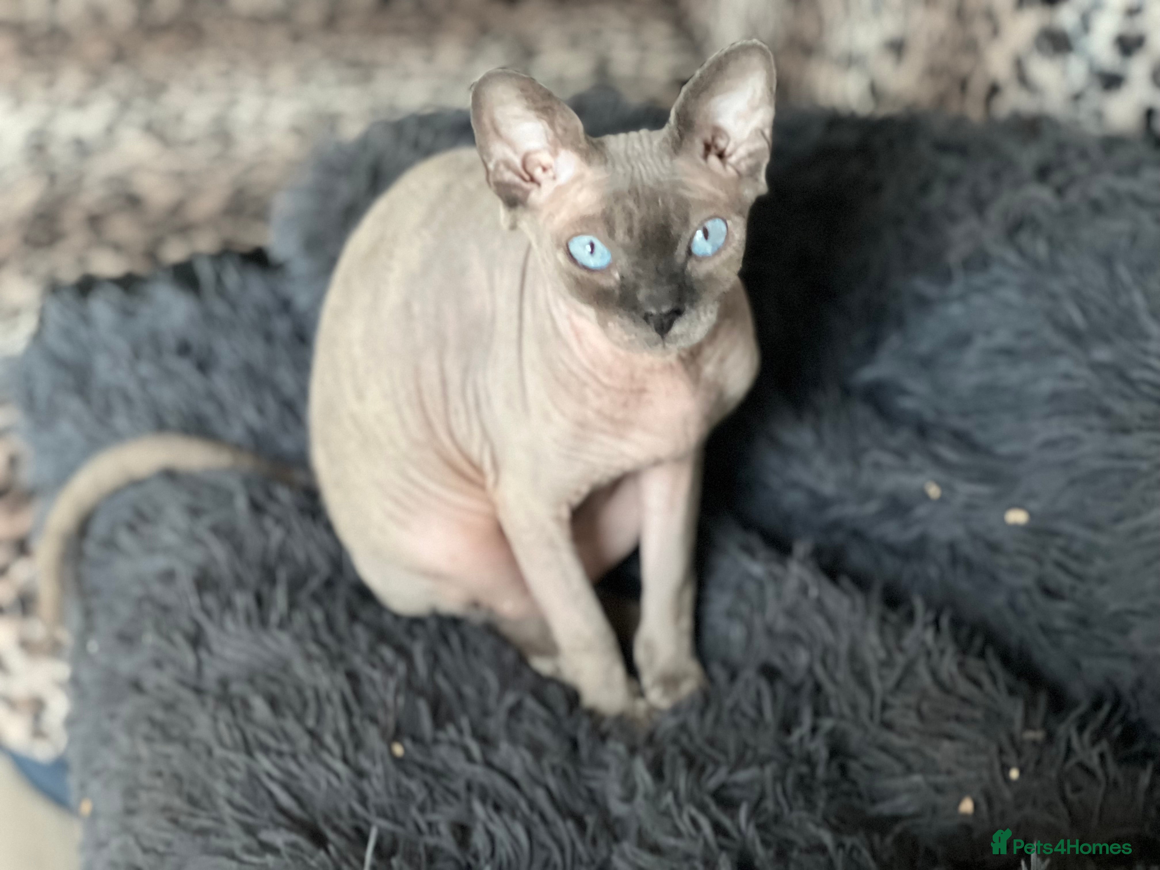 Sphynx cats Blue eyes tiny girl 4 years old  - Advert 4
