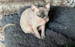 Sphynx cats for sale: Blue eyes tiny girl 4 years old  - Image 1