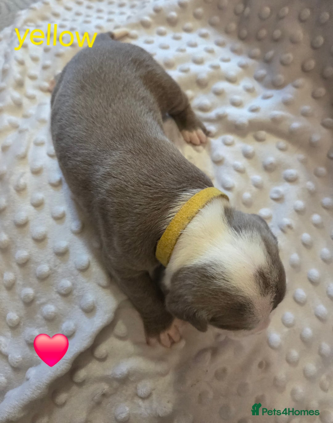 Mixed Breed dogs for sale: Old english bulldross cross american bulldog 😍❤️  - Advert 11