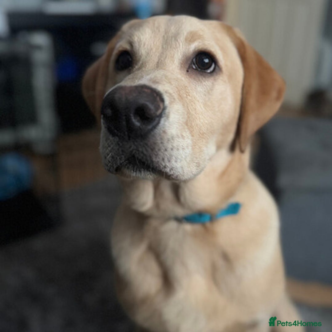 Labrador Retriever dogs for sale: labrador retriever boy available - Advert 4