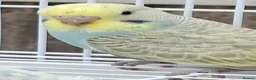 Mixed Breed birds for sale: Budgies for sale  - Advert 22
