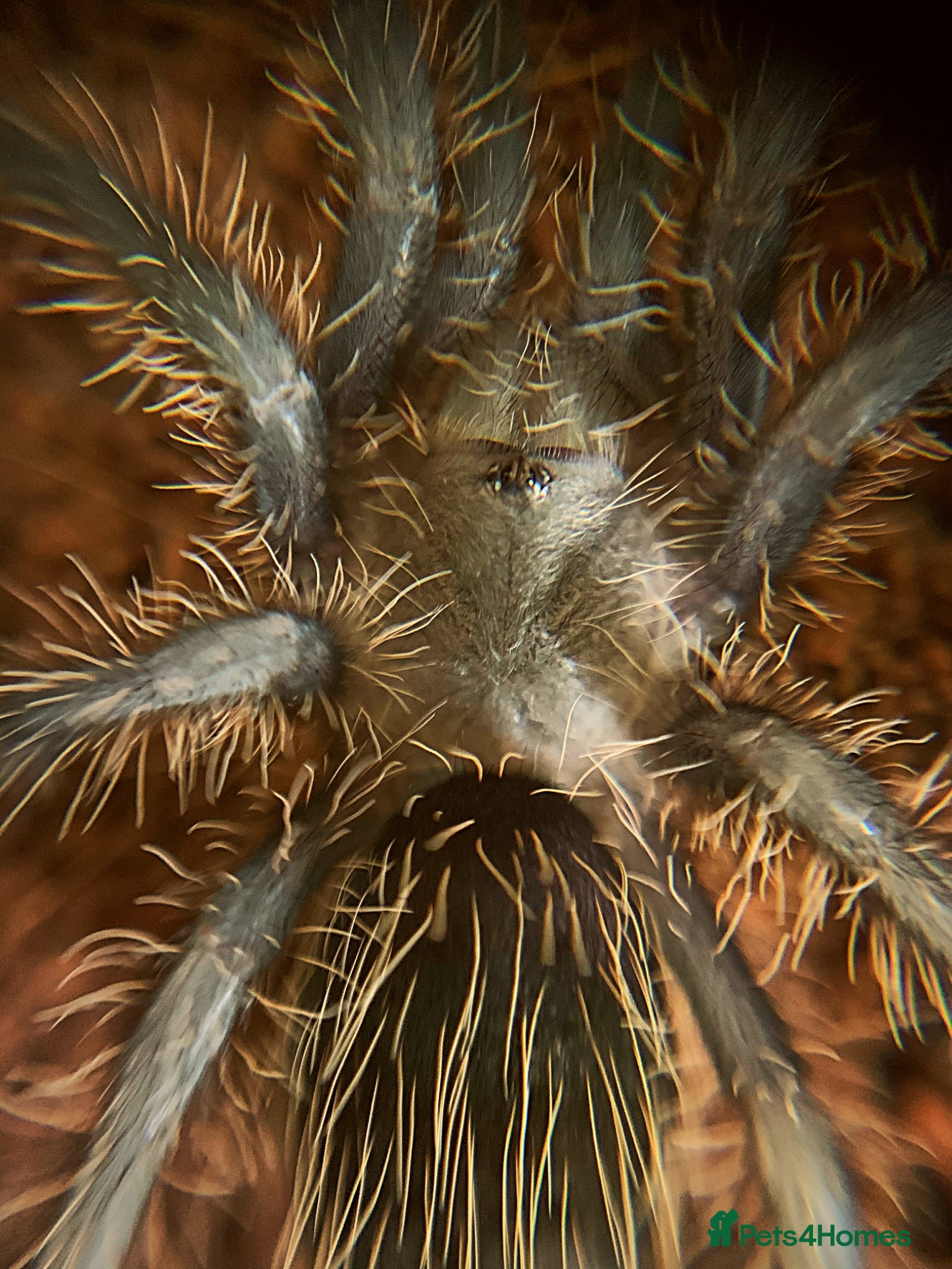 Tarantulas invertebrates for sale: Honduran Curly Hair Tarantula in Derby - Advert 1