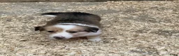 Border Collie dogs for sale: Adorable border collies - Advert 3