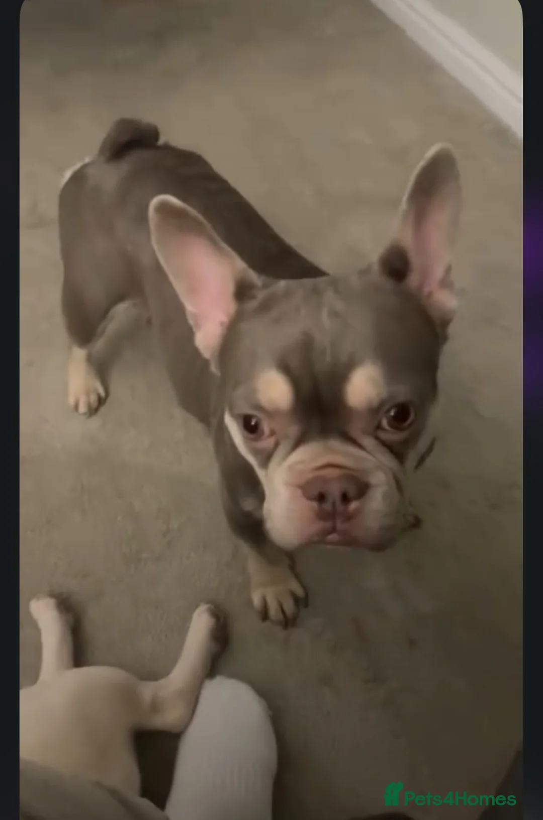 French Bulldog dogs for sale: Fluffy Frenchie (BOY) - Advert 7