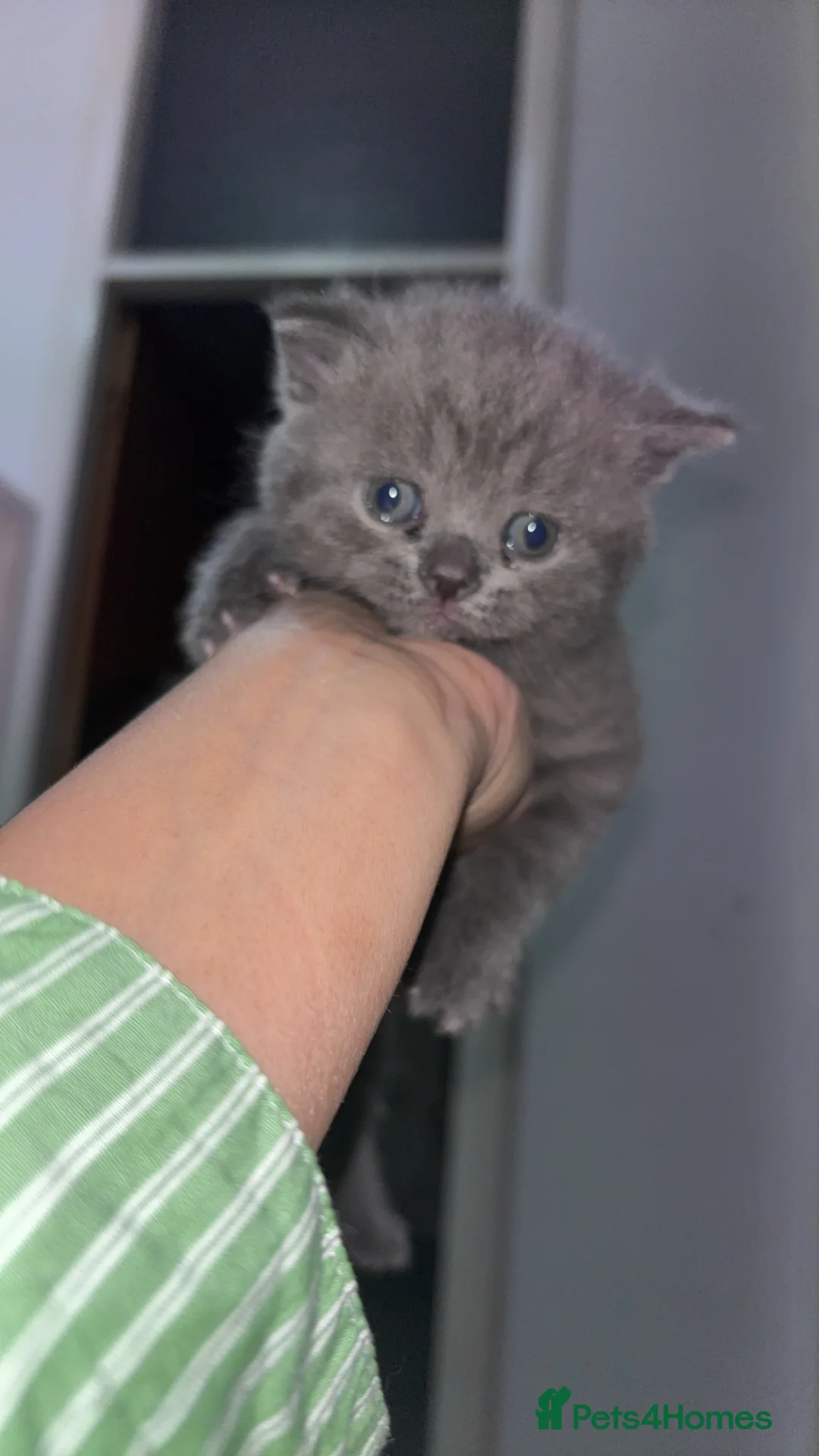 British Shorthair cats for sale: Adorable British shorthair kittens 🐱  - Advert 2