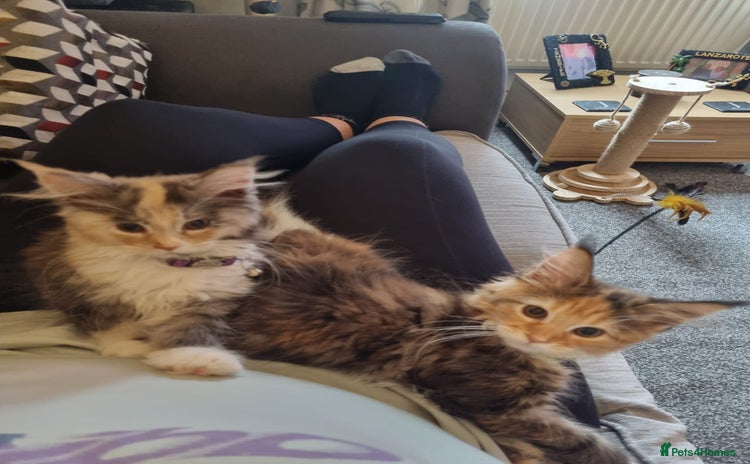 Maine Coon cats - Advert 12