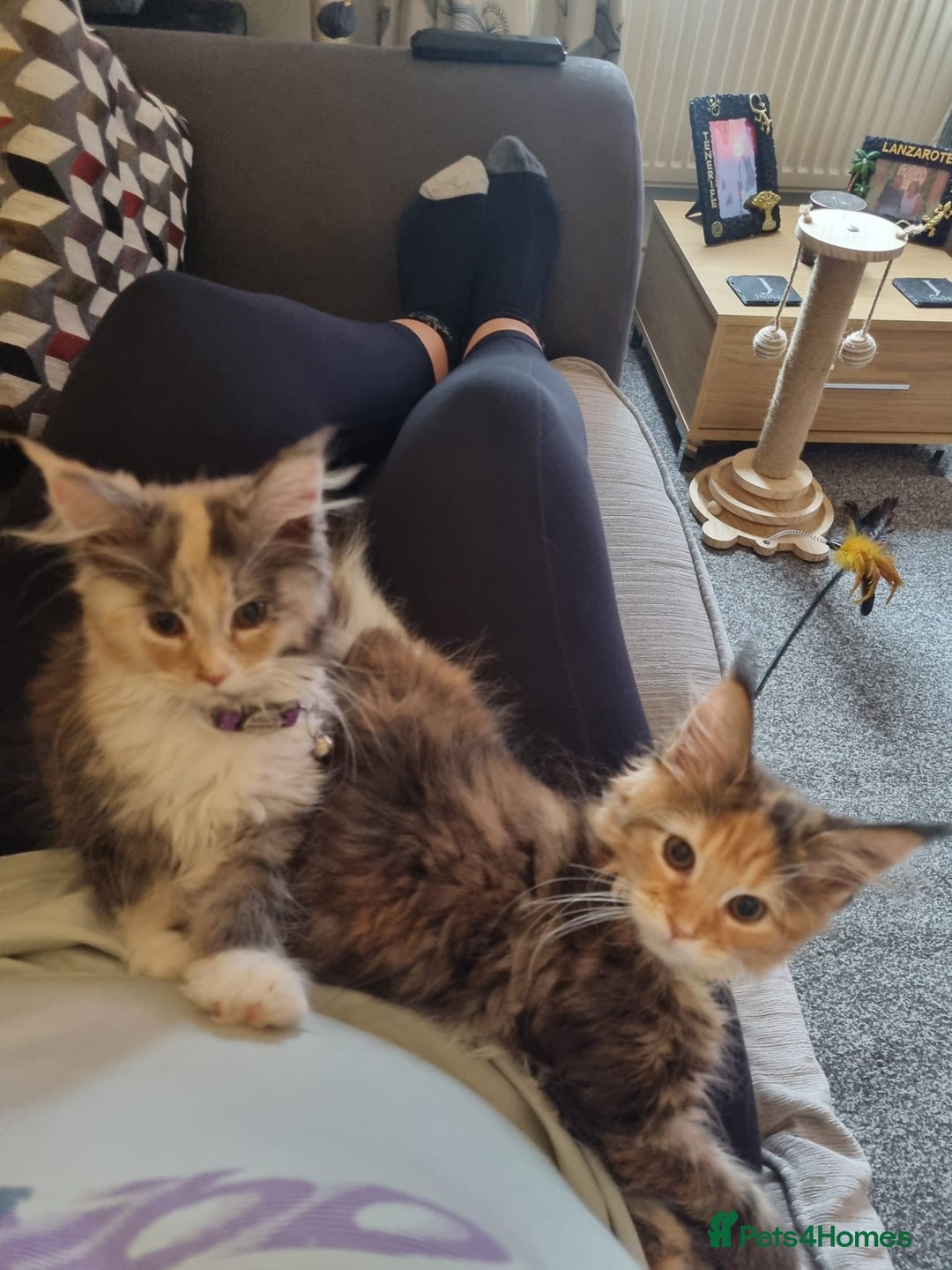 Maine Coon cats for sale: 2 FEMALE MAINECOON KITTENS  - Image 1