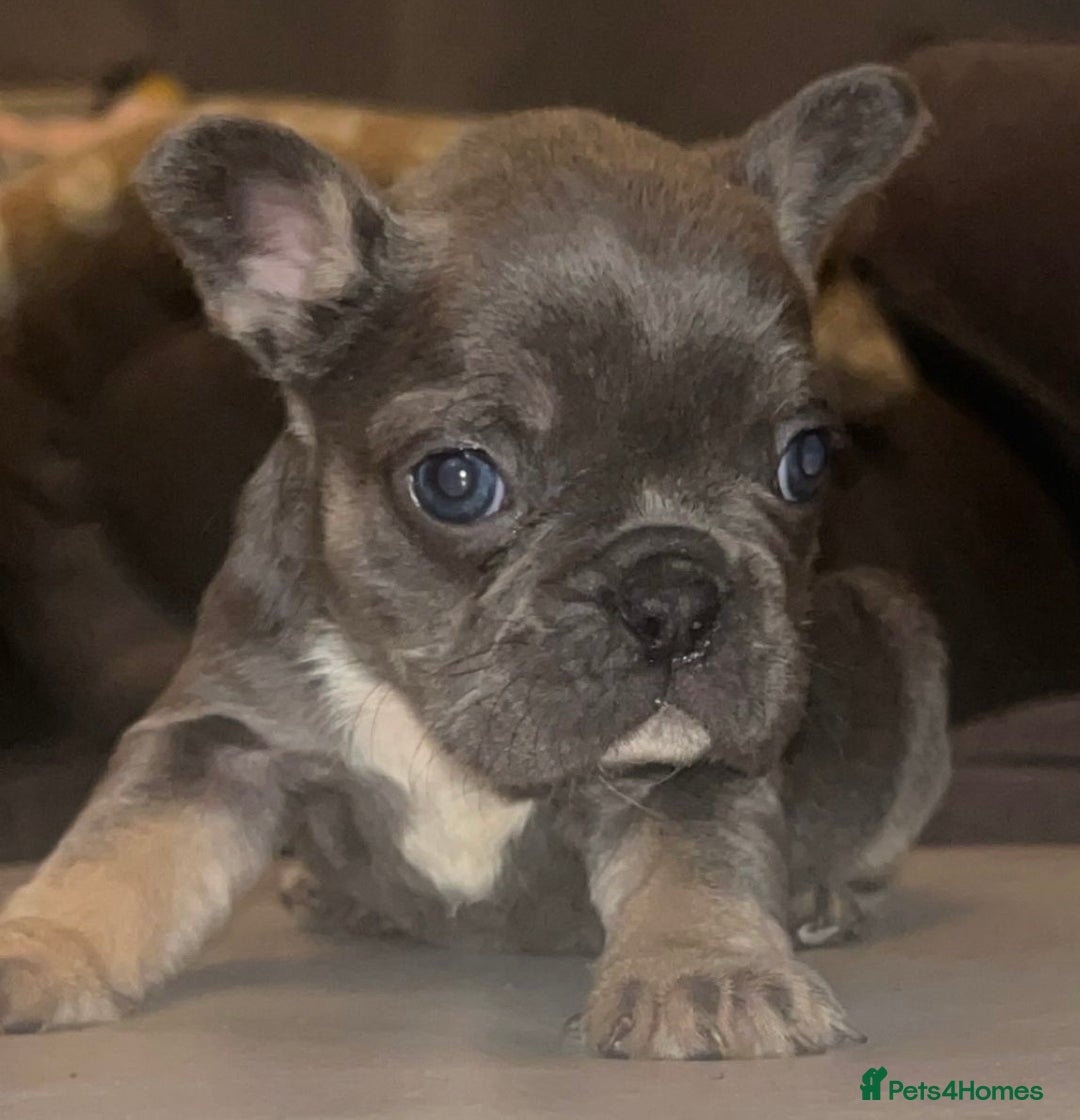 French Bulldog dogs for sale: French bulldogs reduced  ❤️  - Advert 10