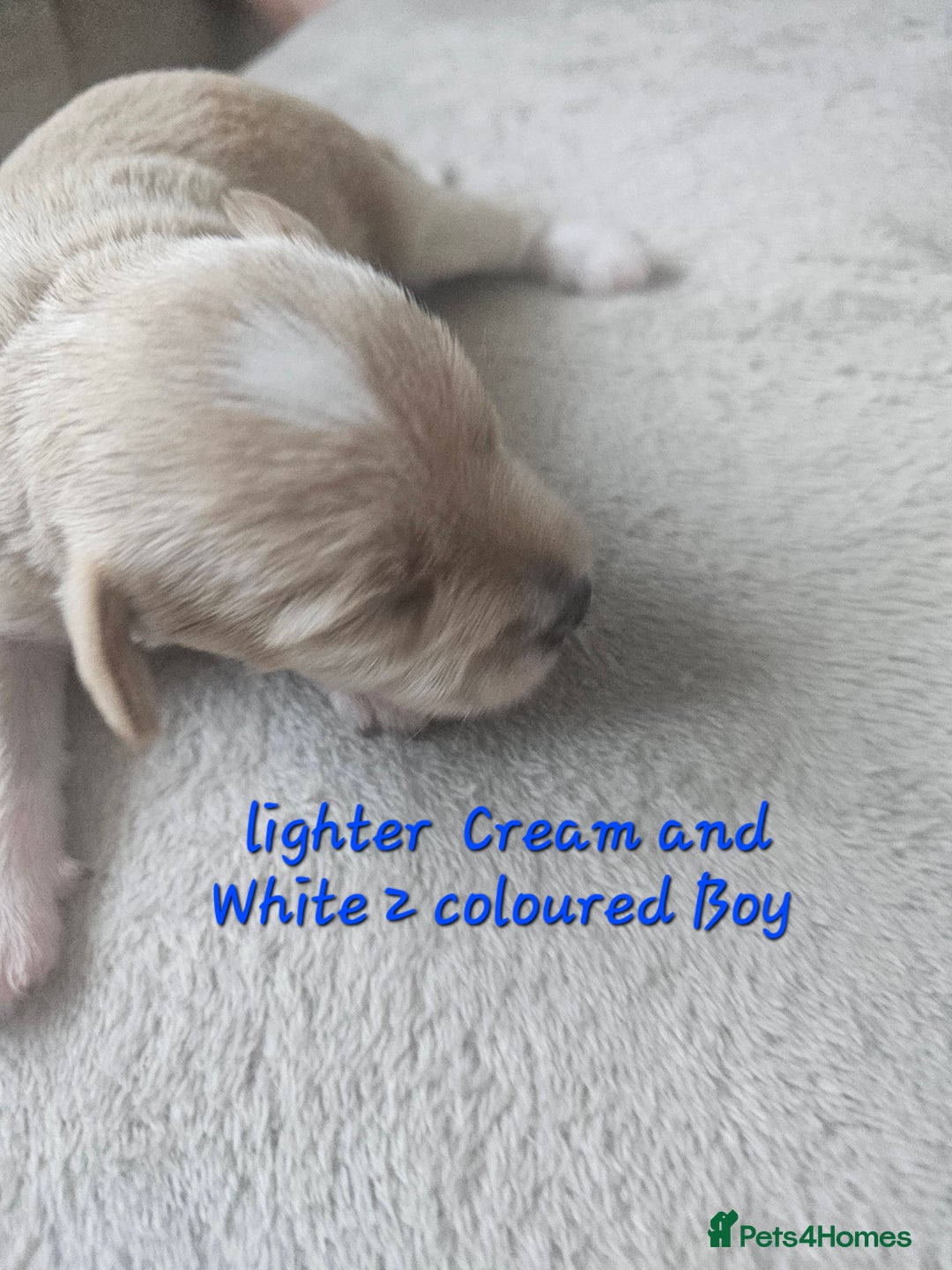 Schnoodle dogs for sale: 5 Adorable Schnoodle Puppies ❤️🩷💚💙🧡 - Image 30
