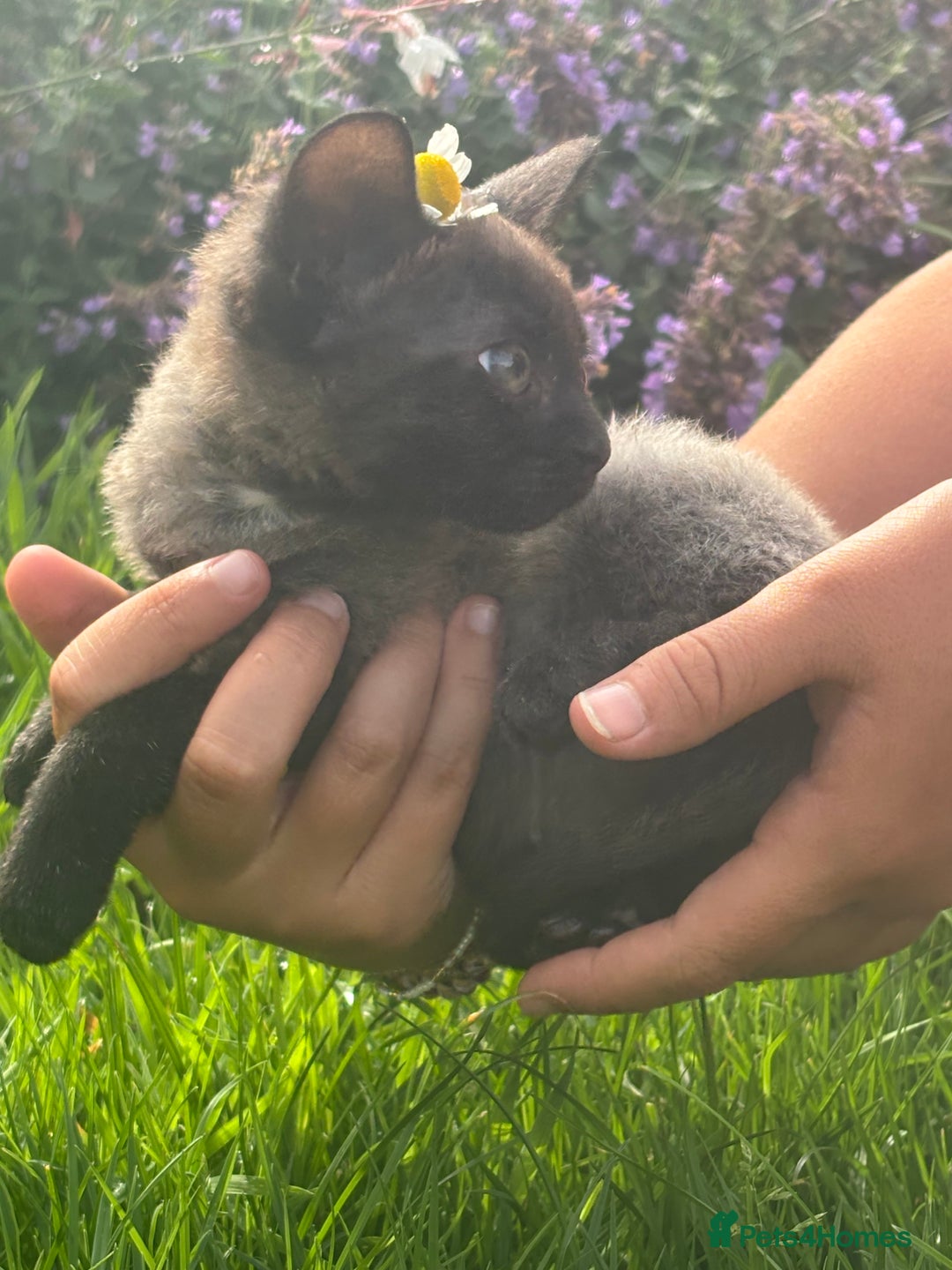 Mixed Breed cats for sale: kittens looking for their forever home - Image 5
