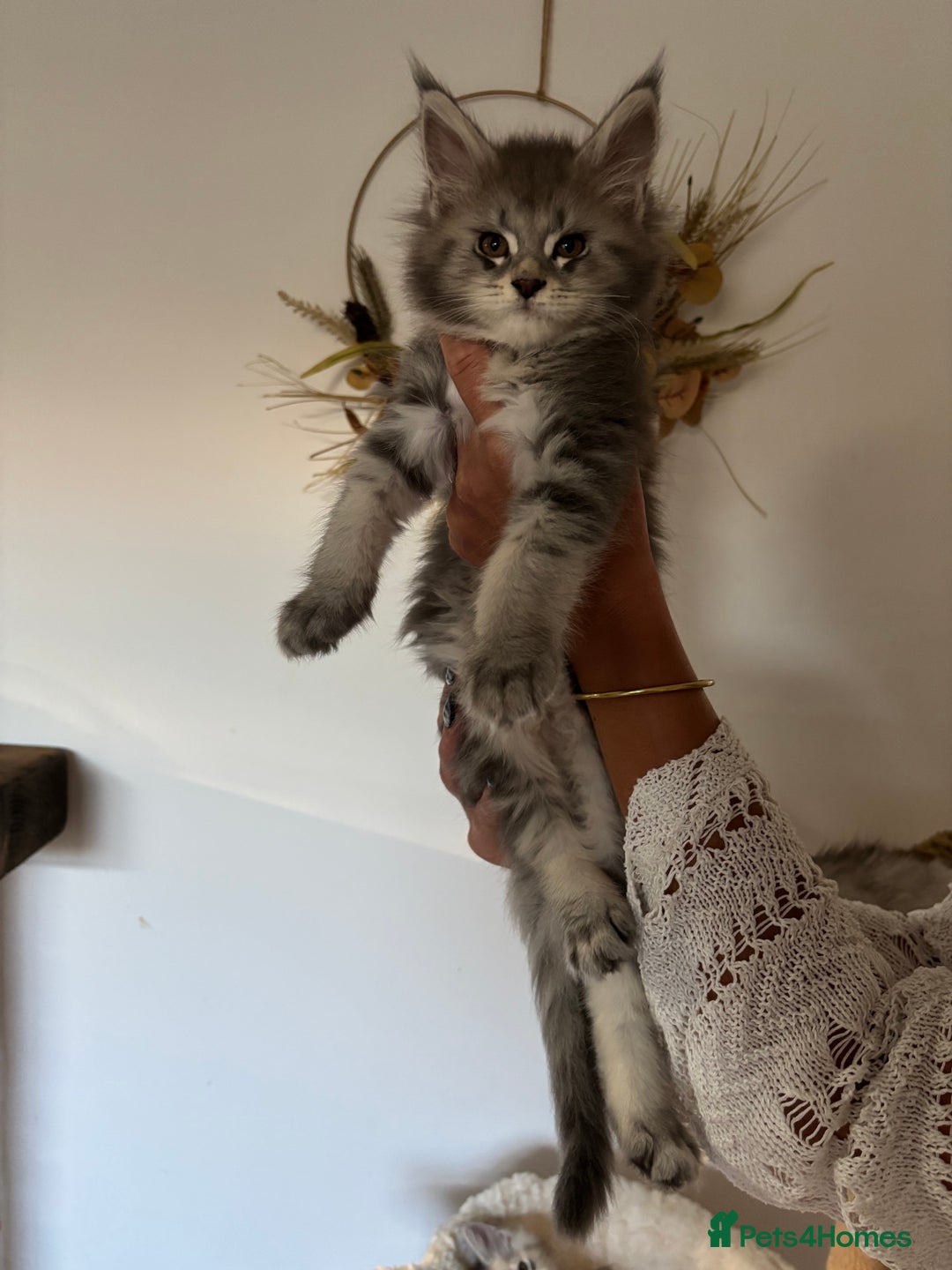 Maine Coon cats for sale: TICA registered Maine coon kittens, shaded lines - Image 1