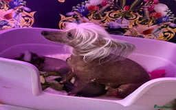 Chinese Crested dogs for sale: Stunning part hairless Chinese crested pups - Image 7