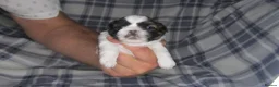 Shih Tzu dogs for sale: Imperial shih tzu - Advert 22