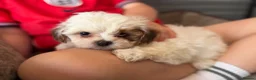 Shihpoo dogs for sale: Stunning litter of Shipoo Puppies  - Advert 3