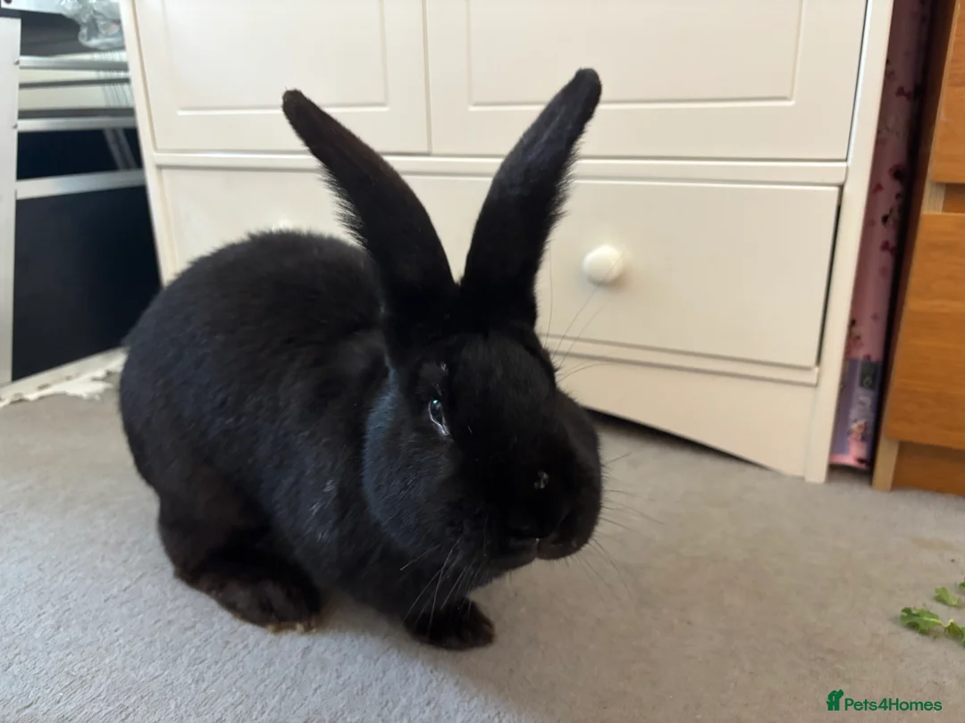 Continental Giant rabbits for sale: Female and male continental giants  - Advert 5