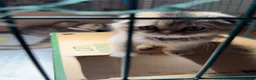 Scottish Fold cats for sale: Scottish fold and British shorthair kittens - Advert 36