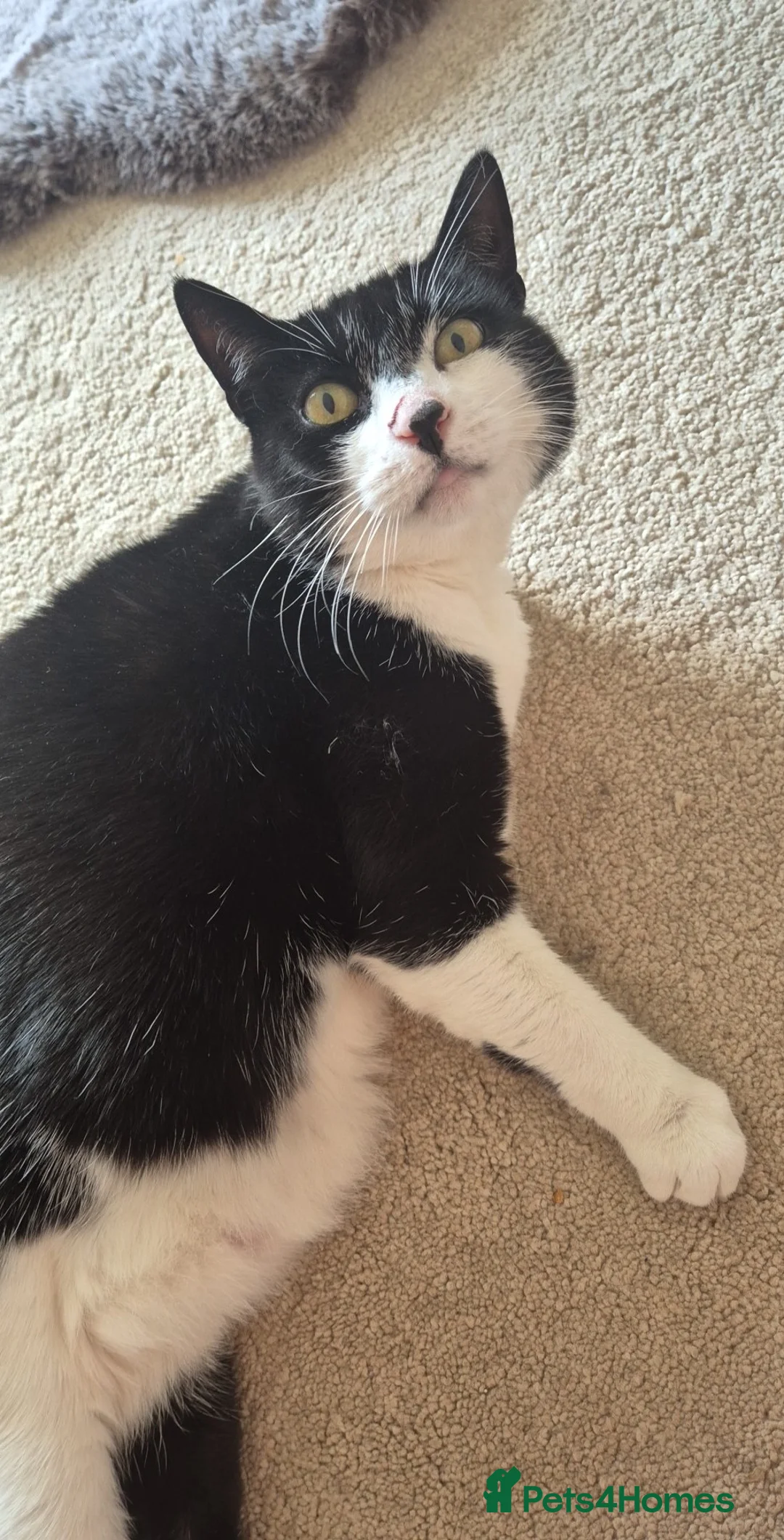 Mixed Breed cats for sale: 7 week male kitten in Gateshead - Advert 2