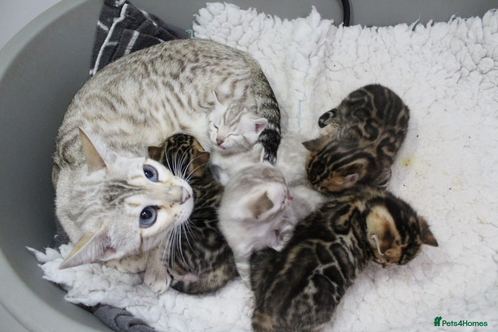 Bengal cats Stunning bengal kitten - Advert 3