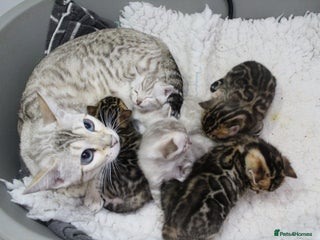 Bengal cats - Advert 36