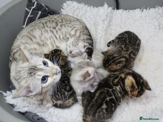 Bengal cats Stunning bengal kitten - Advert 15