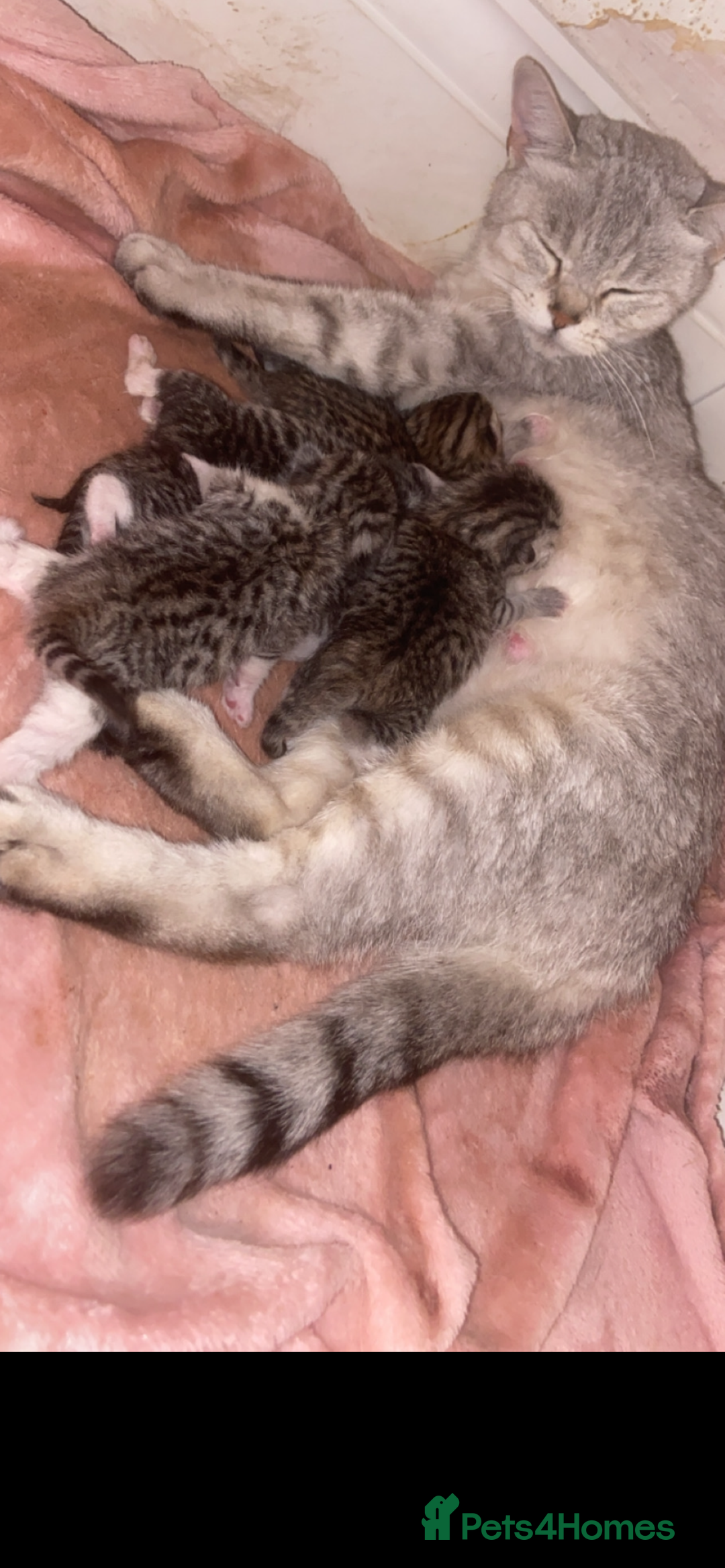 Mixed Breed cats for sale: 6 x stunning British shorthair kittens ❤️ - Image 13