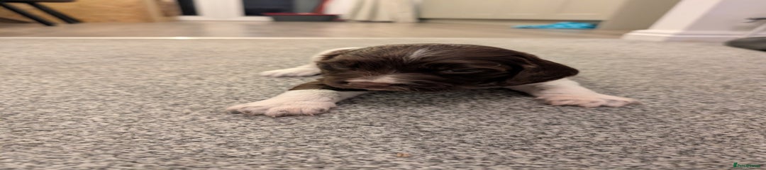 English Springer Spaniel Puppy 2