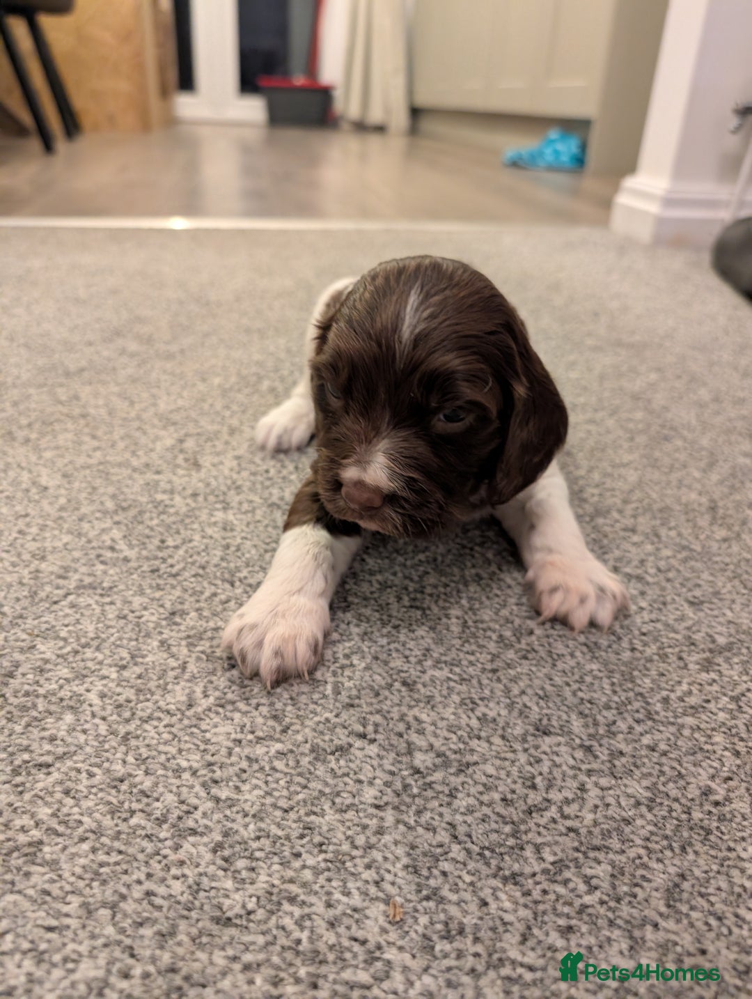 English Springer Spaniel dogs for sale: KC registered, Springer spaniel puppies  - Image 5