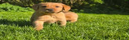 Labrador Retriever dogs for sale: Fox red labradors. 1 female 2 male available - Advert 1