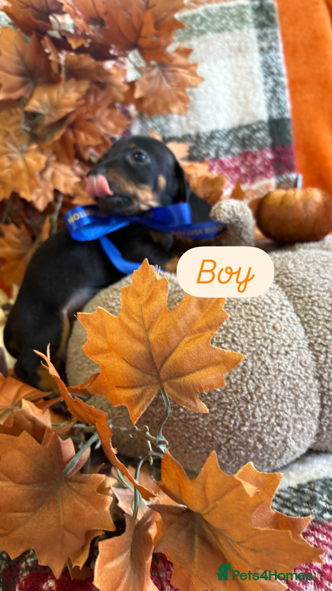Dachshund dogs for sale: Beautiful dachshund puppies  - Image 11