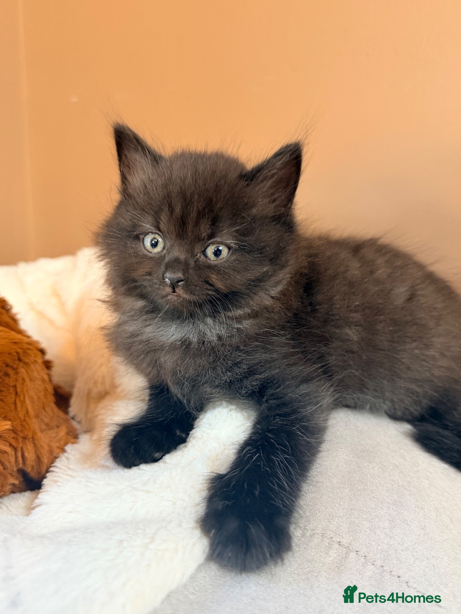 British Shorthair cats British shorthair mix  - Advert 1