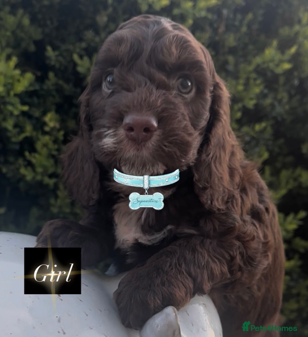 Cockapoo dogs Fabulous F1 cockapoos  - Advert 1