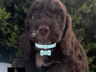 Cockapoo dogs Fabulous F1 cockapoos - Advert 5