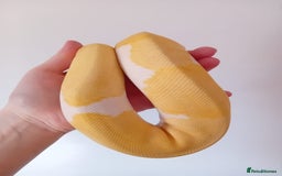Python Snake reptiles for sale: 1 Powerhouse Ball Python for sale  - Image 3