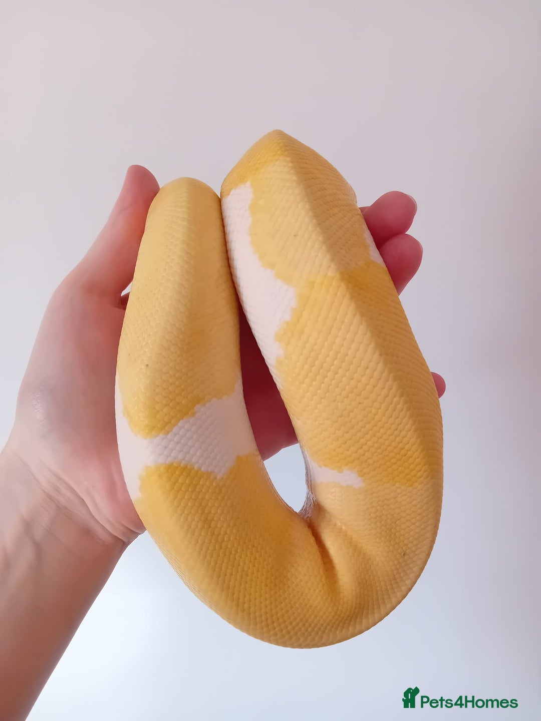 Python Snake reptiles for sale: 1 Powerhouse Ball Python for sale  - Image 3