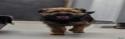 Border Terrier dogs for sale: BORDER TERRIERS PUPPIES - Advert 12