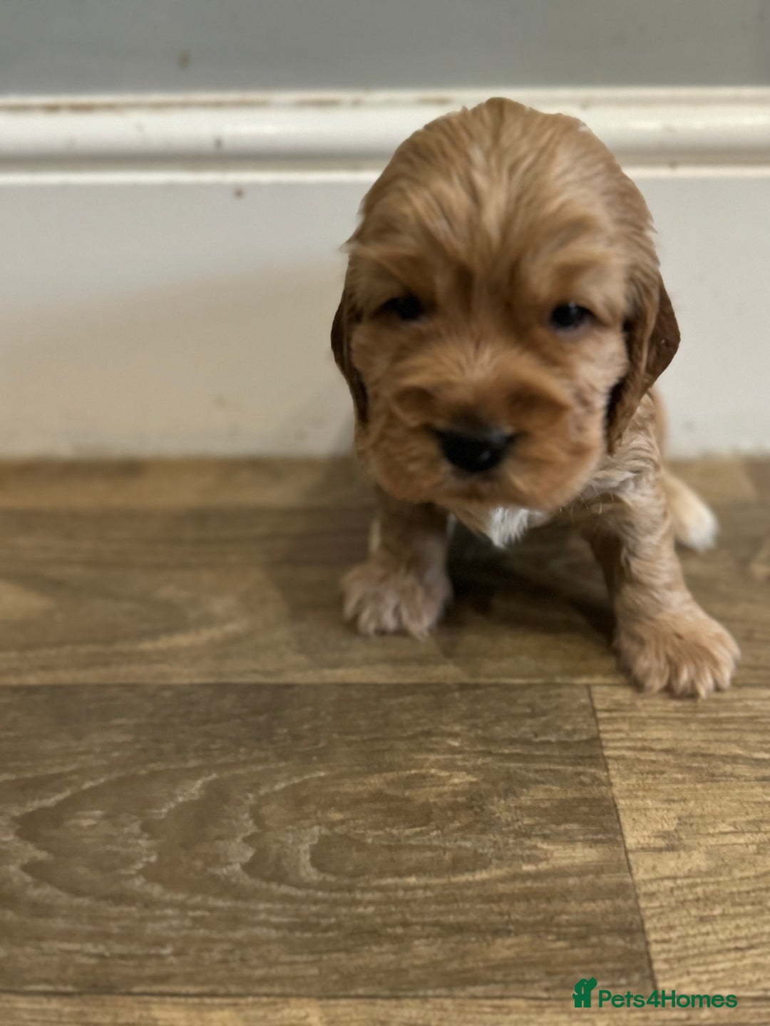 Cocker Spaniel dogs for sale: Exceptional litter of Show Type Cocker Spaniels - Advert 11