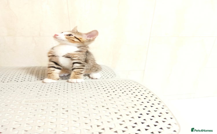 Mixed Breed cats - Advert 9
