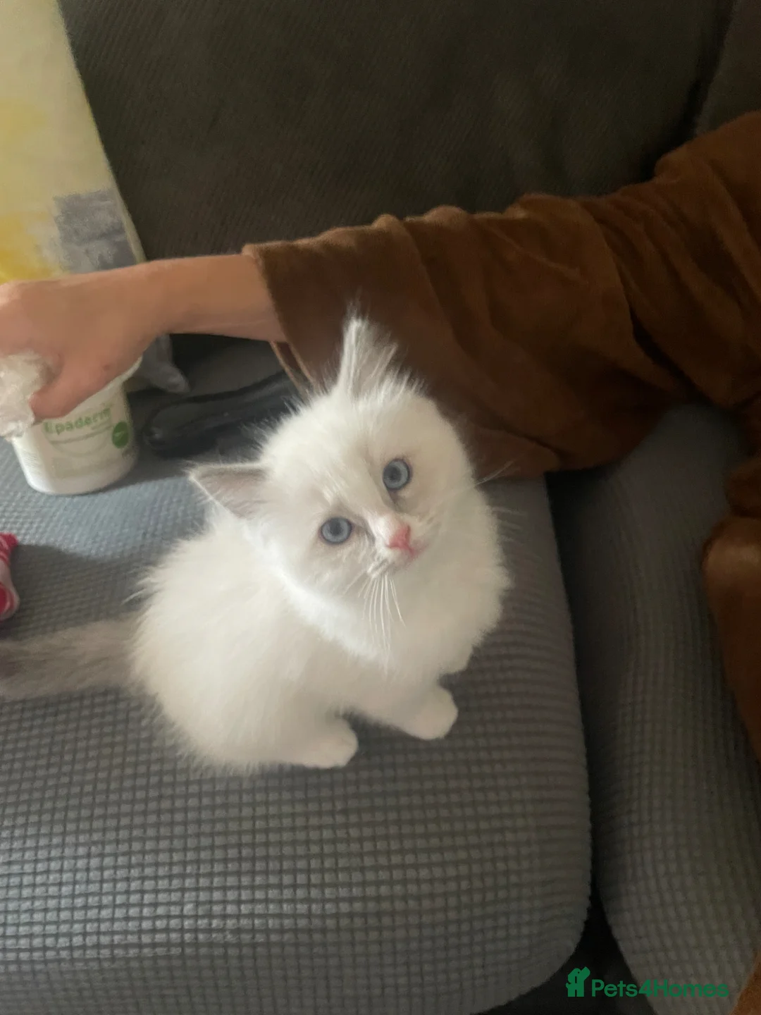 Ragdoll cats for sale: Gorgeous Ragdoll male kitten for sale - Advert 2