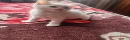Mixed Breed cats for sale: Kittens - Advert 3